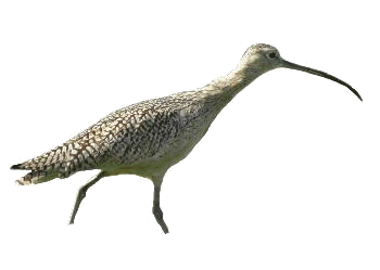 Curlew